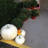 Piggott's Farm Market photo
