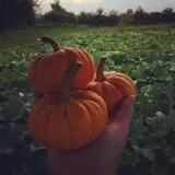 Piggott's Farm Market photo
