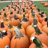 Piggott's Farm Market photo