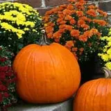 Piggott's Farm Market photo