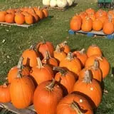Piggott's Farm Market photo