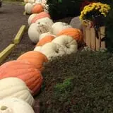 Piggott's Farm Market photo