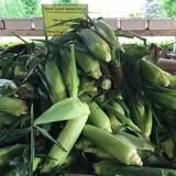 Piggott's Farm Market photo