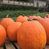 Piggott's Farm Market photo