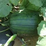 Piggott's Farm Market photo