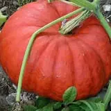 Piggott's Farm Market photo