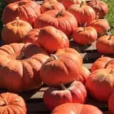 Piggott's Farm Market photo