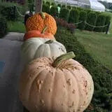 Piggott's Farm Market photo