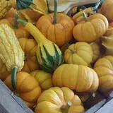 Meadow Ledge Farm photo