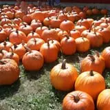Meadow Ledge Farm photo