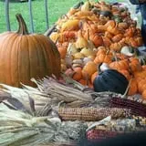 Meadow Ledge Farm photo