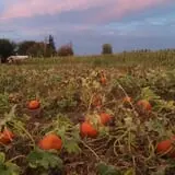 Smith Family Farm's Pumpkin Harvest photo