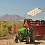 Smith Family Farm's Pumpkin Harvest photo