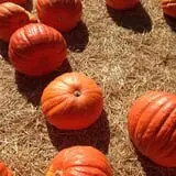 Smith Family Farm's Pumpkin Harvest photo