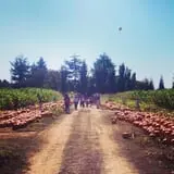 Smith Family Farm's Pumpkin Harvest photo