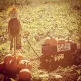 Smith Family Farm's Pumpkin Harvest photo