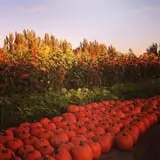 Smith Family Farm's Pumpkin Harvest photo