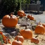 Dogwood Acre's Family Farm Fall Festival photo