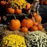 Dogwood Acre's Family Farm Fall Festival photo