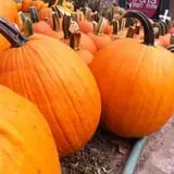 Ochs Fruit Farm photo