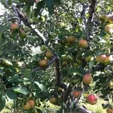 Ochs Fruit Farm photo