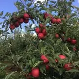 Ochs Fruit Farm photo