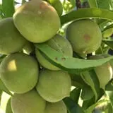 Ochs Fruit Farm photo