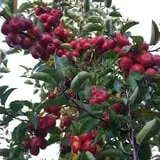 Ochs Fruit Farm photo
