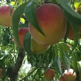 Ochs Fruit Farm photo