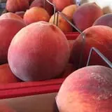Ochs Fruit Farm photo