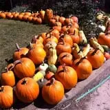 Ochs Fruit Farm photo