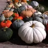 Ochs Fruit Farm photo