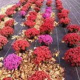 Ochs Fruit Farm photo