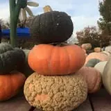 Altermatt Farms and Greenhouses photo