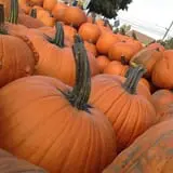 Altermatt Farms and Greenhouses photo