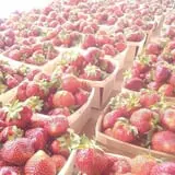 Altermatt Farms and Greenhouses photo