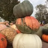 Altermatt Farms and Greenhouses photo