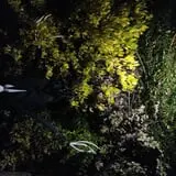 Bloodbonnet Cemetery  photo