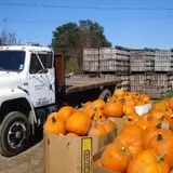 Buell's Orchard Pumpkin Picking & Hayride photo