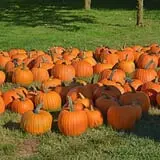 Buell's Orchard Pumpkin Picking & Hayride photo