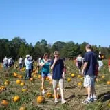 Buell's Orchard Pumpkin Picking & Hayride photo