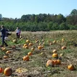 Buell's Orchard Pumpkin Picking & Hayride photo