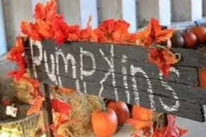 T&A Farm PYO Pumpkins