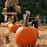 Twin Pond Farm Garden Center Halloween Family Fun photo