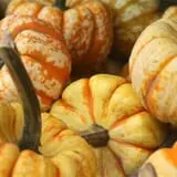 Twin Pond Farm Garden Center Halloween Family Fun photo
