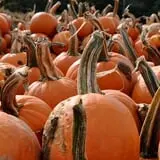 Twin Pond Farm Garden Center Halloween Family Fun photo