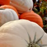 Twin Pond Farm Garden Center Halloween Family Fun photo