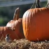 Twin Pond Farm Garden Center Halloween Family Fun photo
