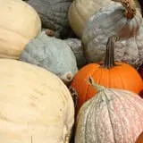 Twin Pond Farm Garden Center Halloween Family Fun photo