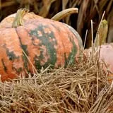 Twin Pond Farm Garden Center Halloween Family Fun photo